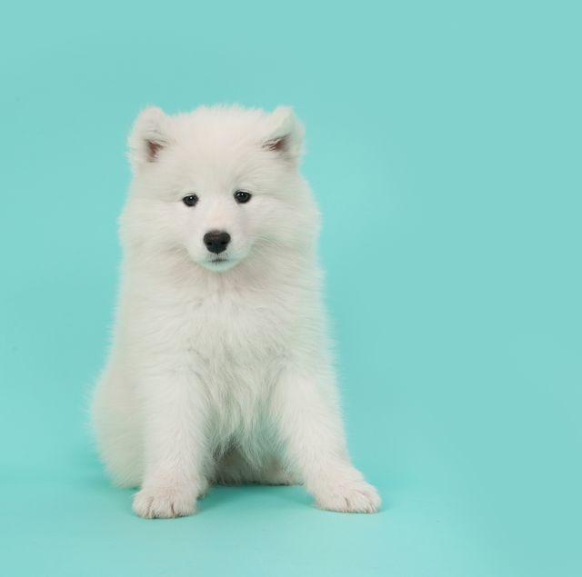 small white dog miniature american eskimo
