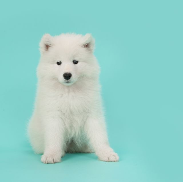 small white dog miniature american eskimo
