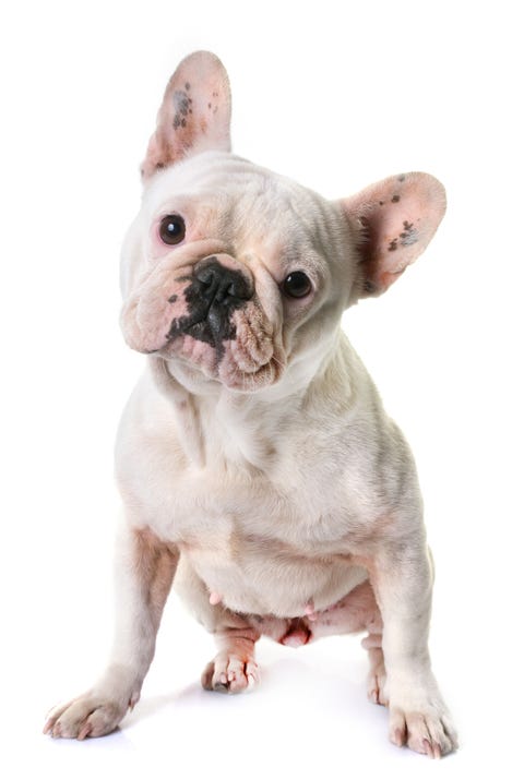 15 Small White Dog Breeds - List of Little White Dogs