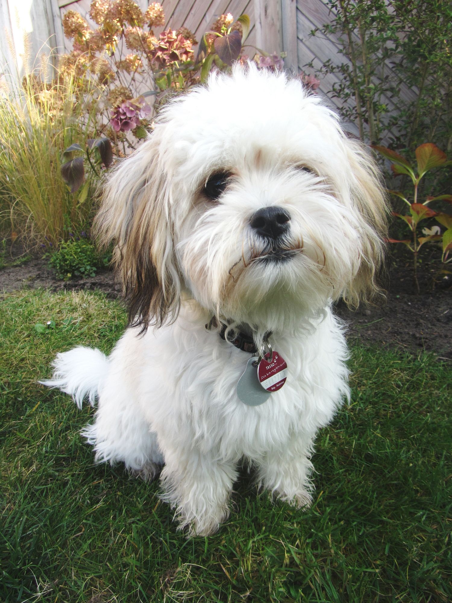 small white long haired dog