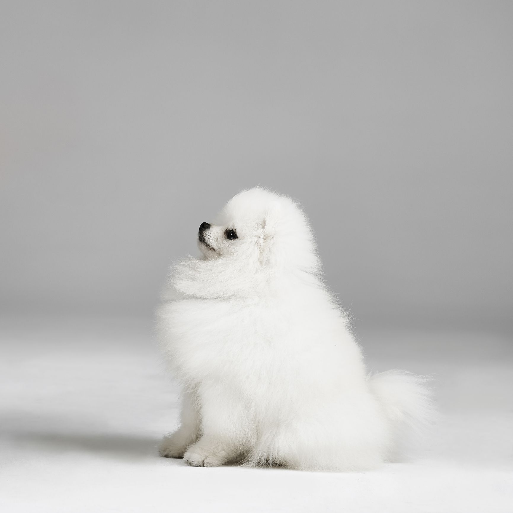 tiny white dog