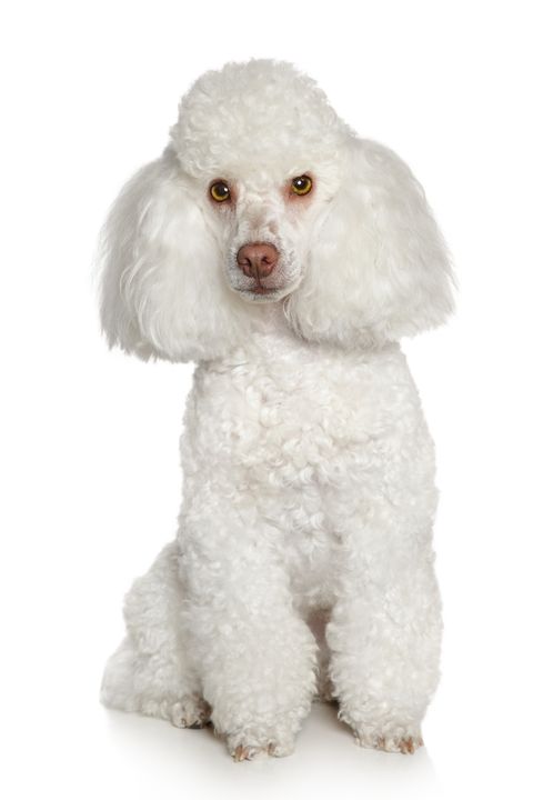 small white dog toy poodle