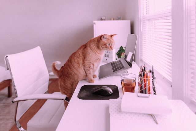 gatto davanti al computer