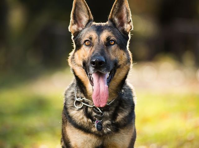 smartest dog breeds - german shepherd 