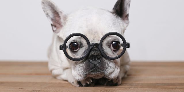 Top 10 Smartest Dog Breeds - Most Intelligent Dogs
