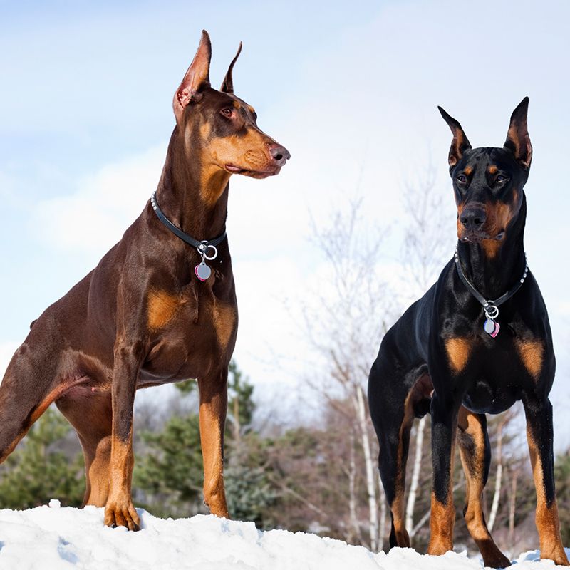 are dobermans smart dogs