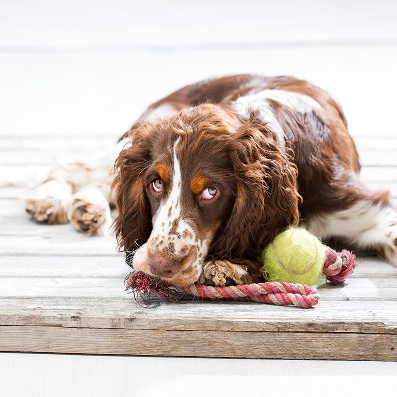 are boykin spaniels smart dogs