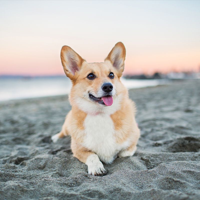 Golden Smart Dog And Girl Porn Vedios - The 18 Smartest Dog Breeds â€” Most Intelligent Types of Dogs