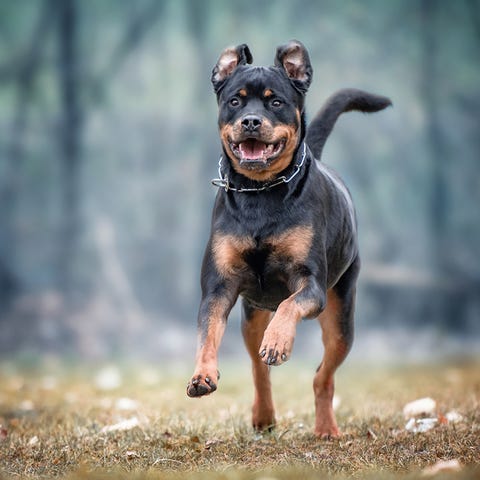 smartest rottweiler