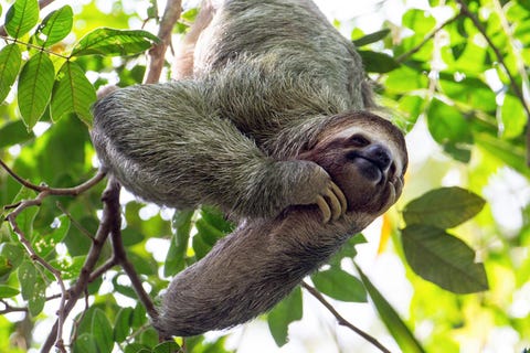 Fun Facts About Sloths — 14 Sloth Facts