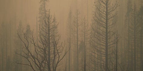 smoky forest