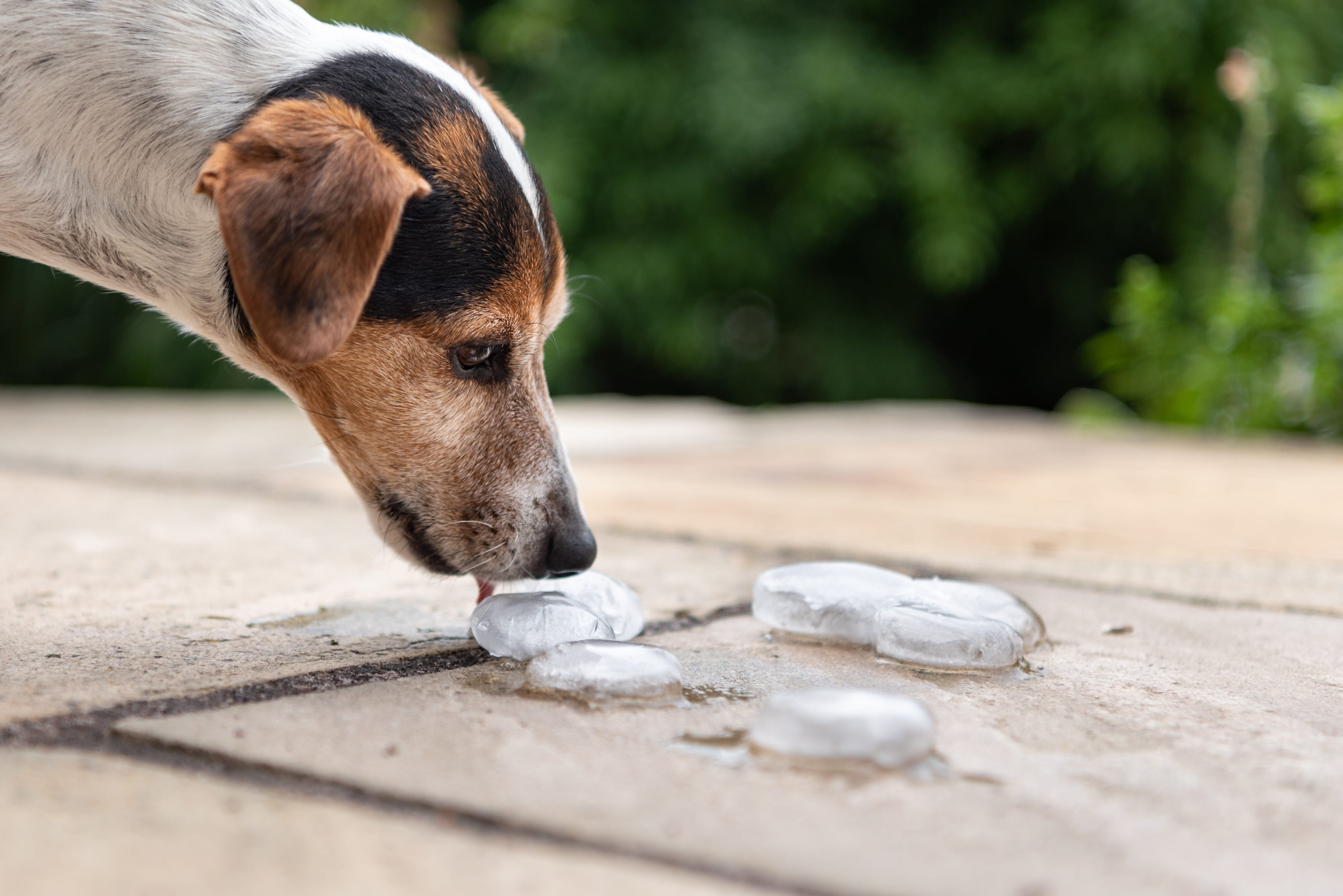 what do water dogs eat