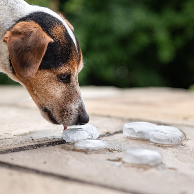 can you give your dogs ice cubes