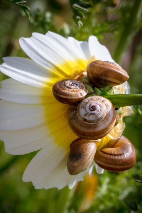 Snails on daisy flower