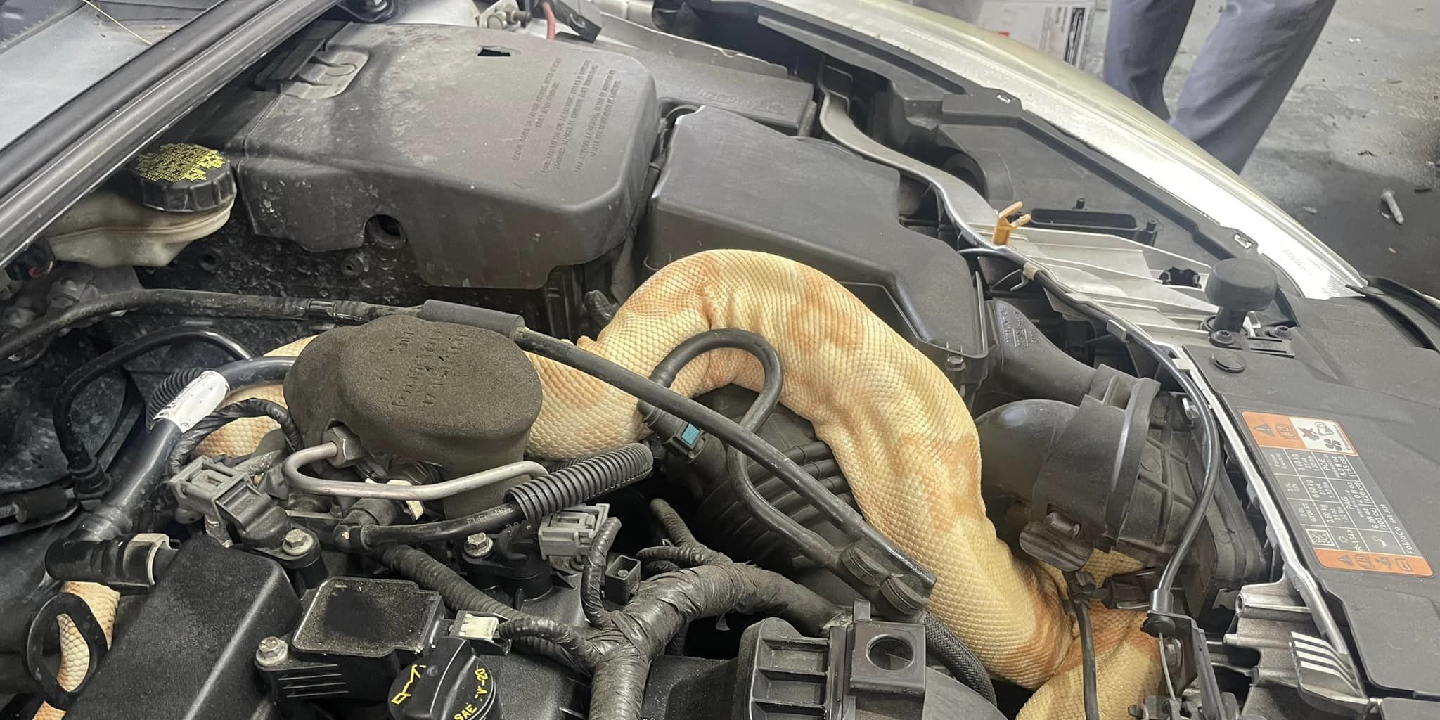 Auto Technicians Find 8-Foot Boa Constrictor Inside Ford Focus