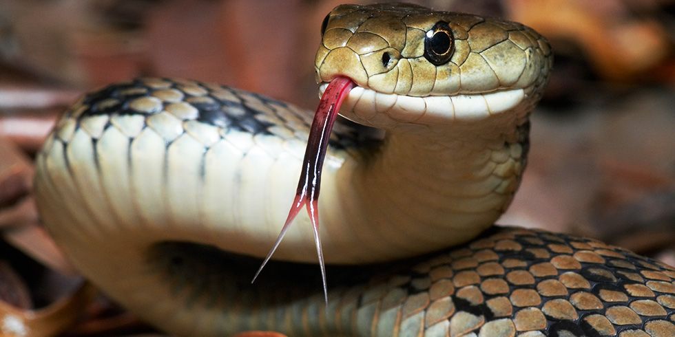 how long can i go on snake diet