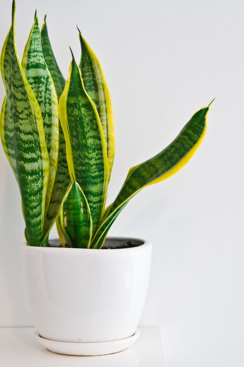 An elegant green pot plant as room decoration against white wall. Sansevieria or bowstring hemp.