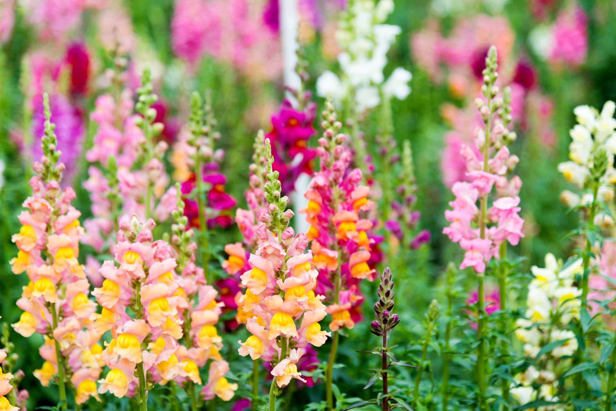 The 40 Most Beautiful Flowers to Plant in Your Garden