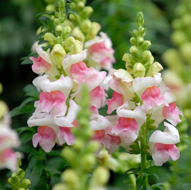 summer flowers  snapdragon