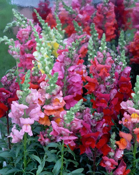 bunches of snapdragons in pinks, red, orange and yellow