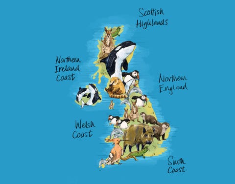 14 Rare Wild Animals You Can See In The UK – Wildlife Spotting In The UK 14 Rare Wild Animals You Can See In The UK – Wildlife Spotting In The UK