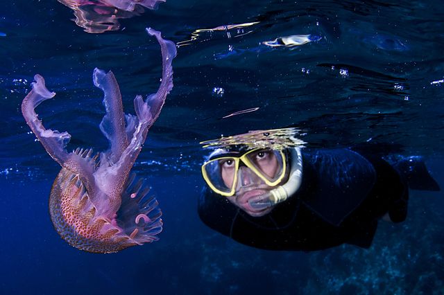 snorkeling and jellyfish