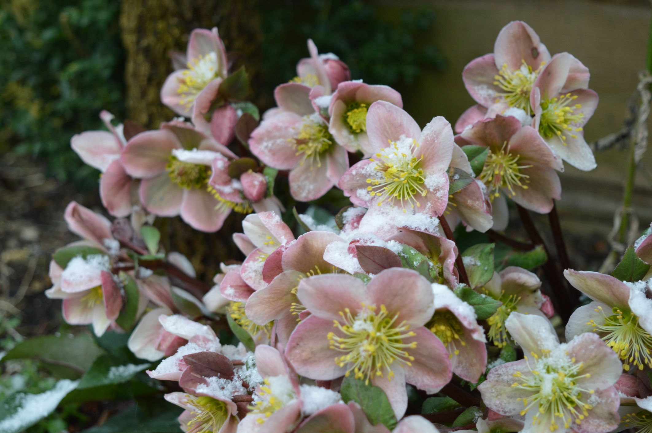 winter flowers
