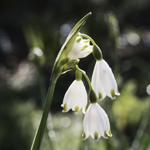 snowdrops, delicate white flowers on a green stem