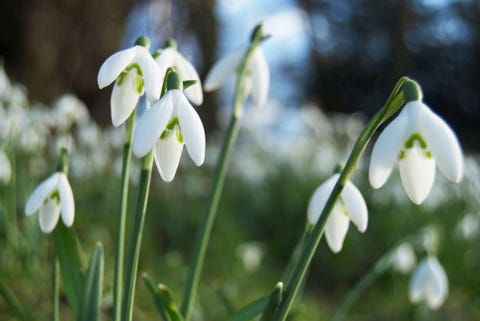 Snowdrops