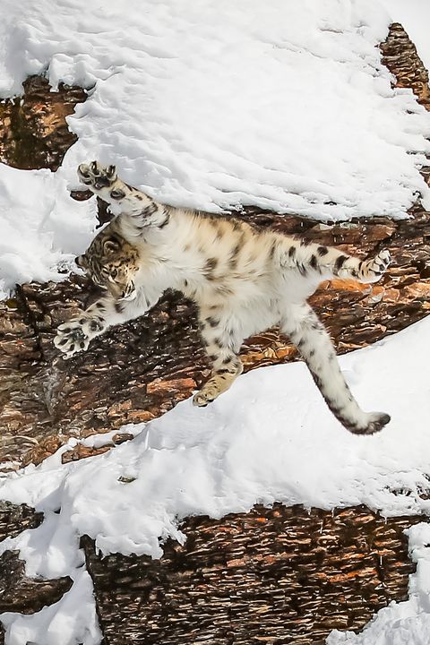 Snow Leopard in Snow