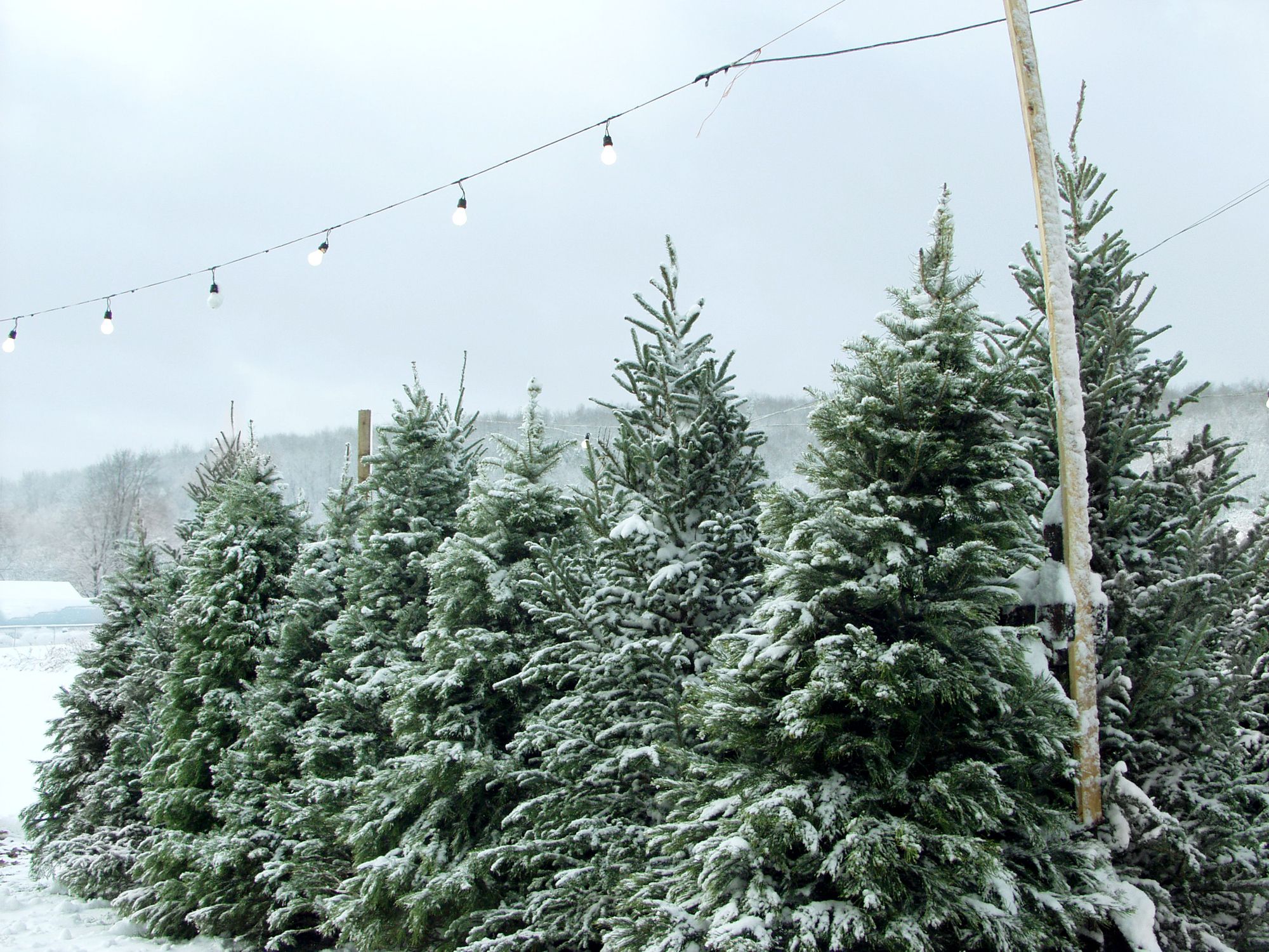 christmas trees near me