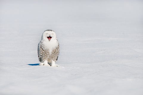 snowy owl bubo scandiacus yawning on snowy field in winter, quebec, canada