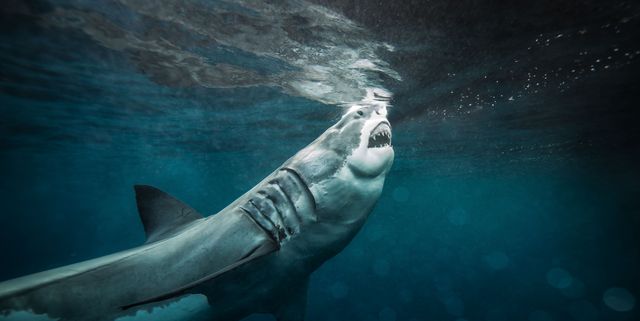 Como Sobrevivir Al Ataque De Un Tiburon - escapa del tiburón en roblox