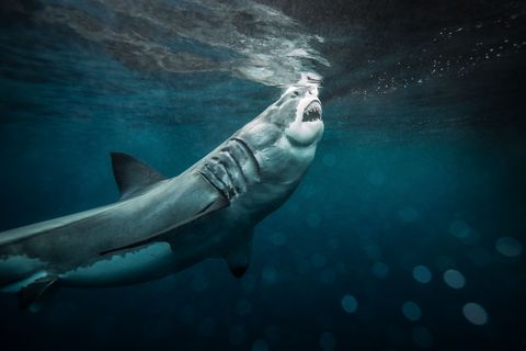 ataque tiburón blanco