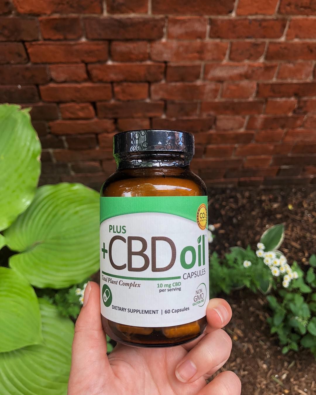 hemp oil vs cbd oil for dog seizures