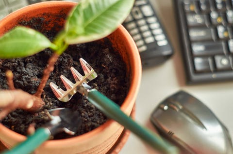 soil moisture and ph level, office plants small rake and spade in the flower pot in the work place