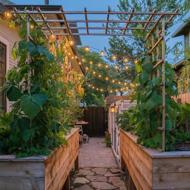 garden with string lights