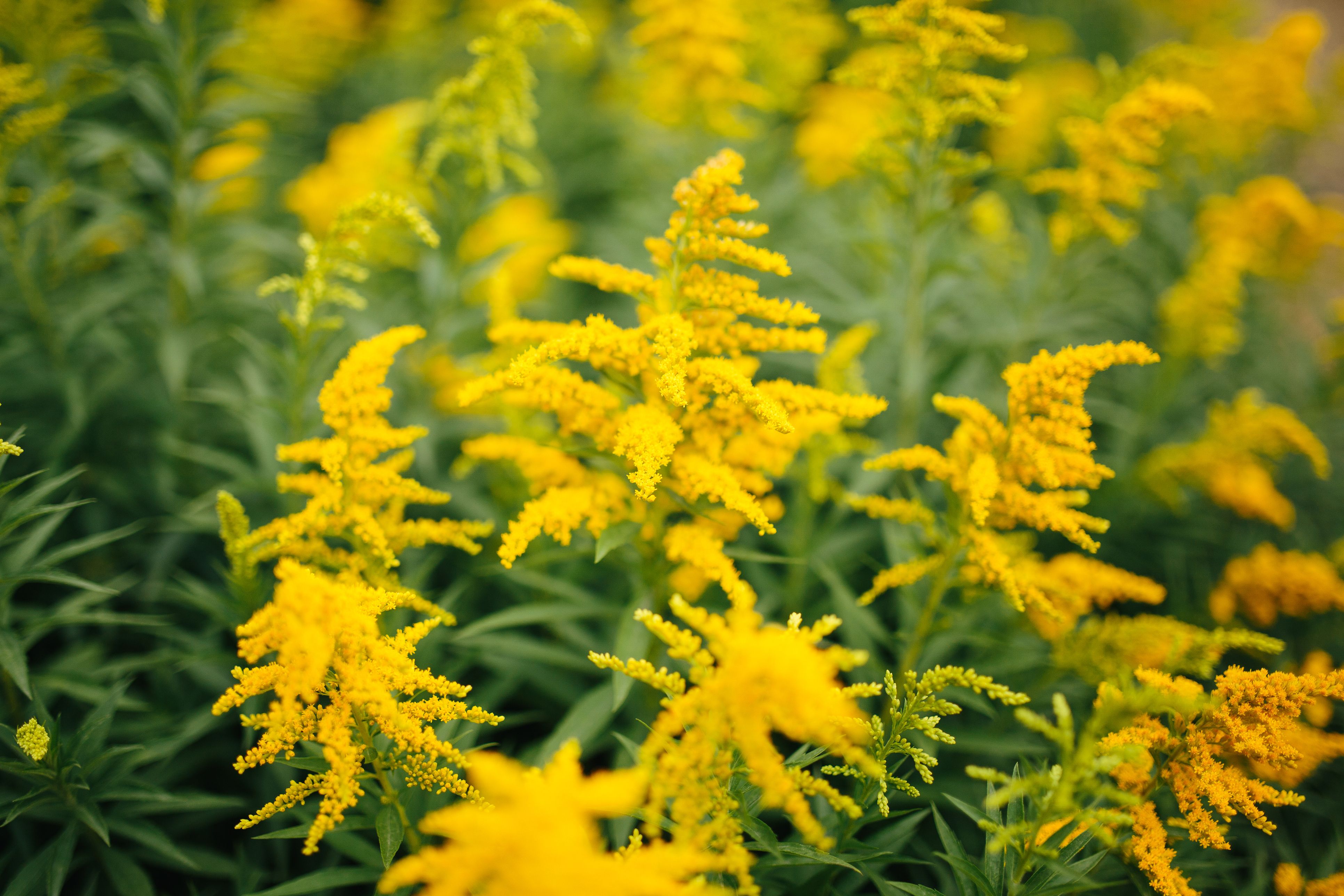 25 yellow flowers for gardens - perennials & annuals with yellow