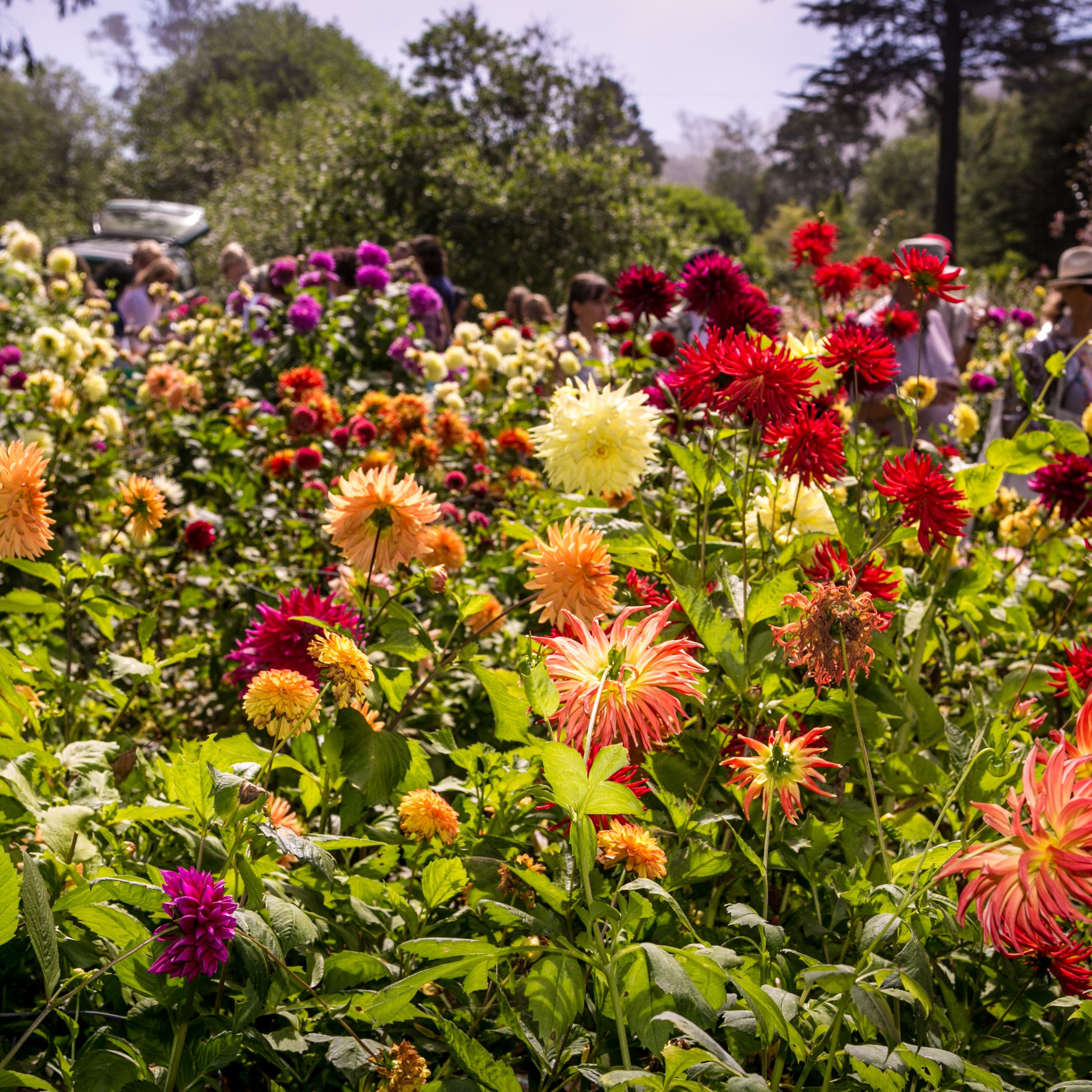  The 10 Magnificent California Gardens Inspiring Us Right Now