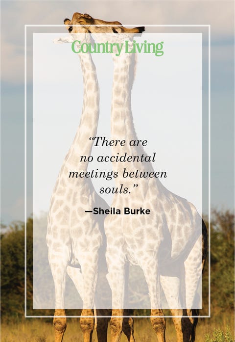 soulmate quote by Sheila Burke