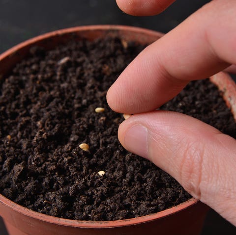 Sowing pepper seed in pot with soil fingers hold a small seed of hot pepper ready for sowing in a pot with soil at home gardening and botanical concept