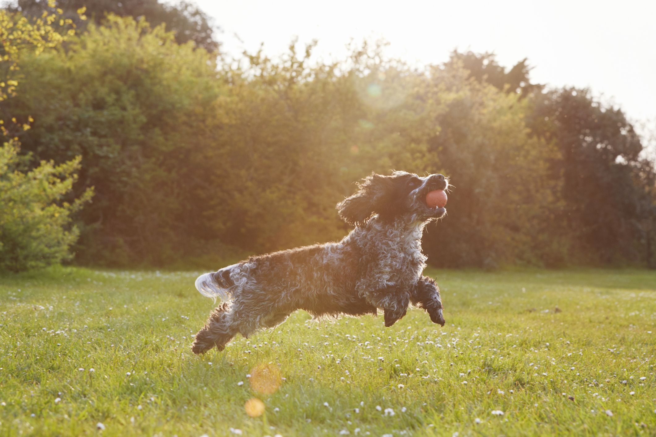 can dogs get sunburn in their ears