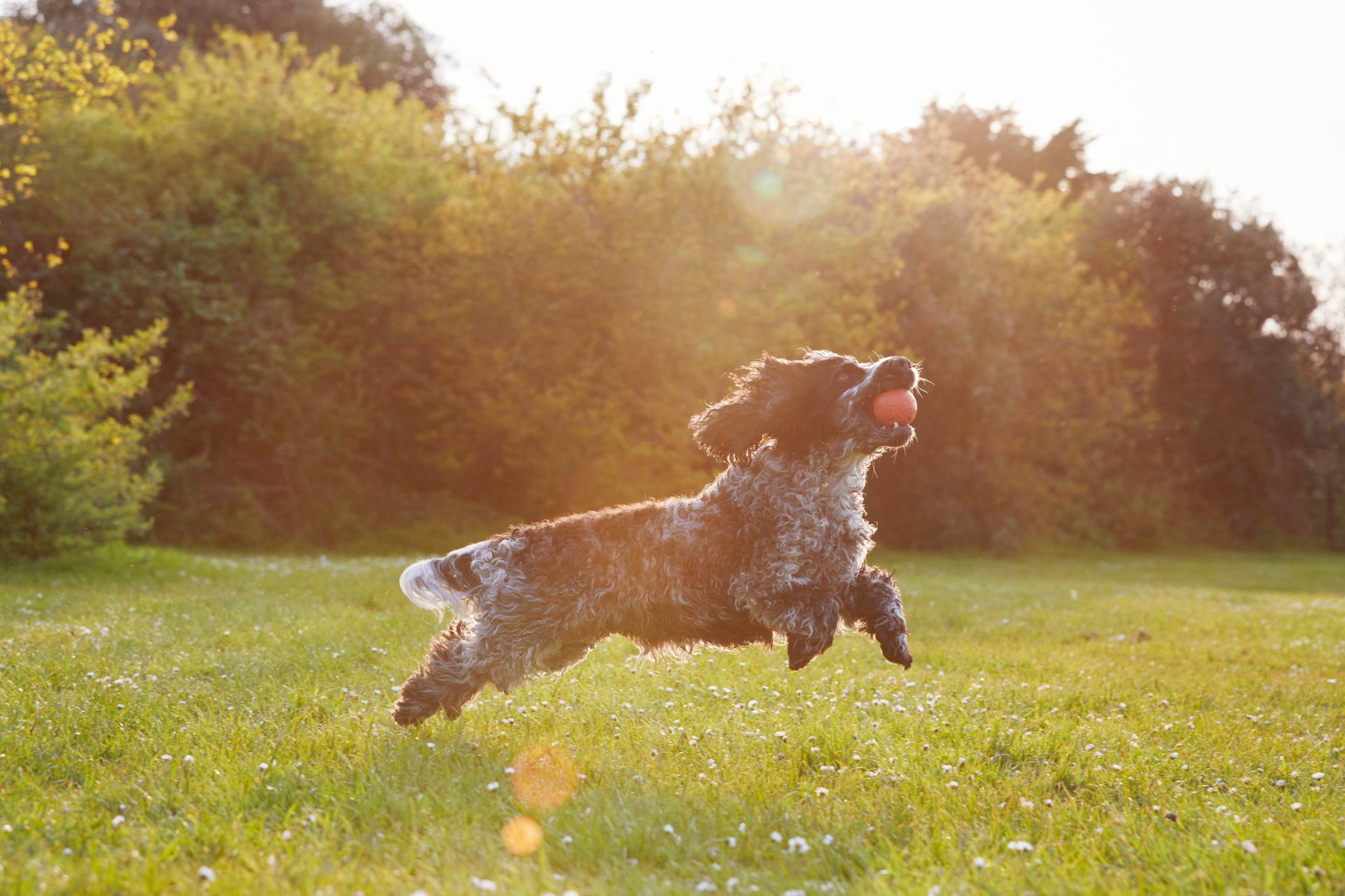 do dogs need uv protection