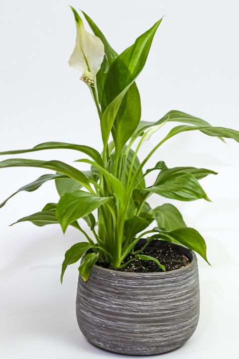 spathiphyllum, commonly known as spath or peace lilies
