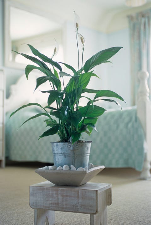 Spathiphyllum sp. (Peace lily), pot plant on wooden stool in bedroom Spathiphyllum sp. (Peace lily), pot plant on wooden stool in bedroom