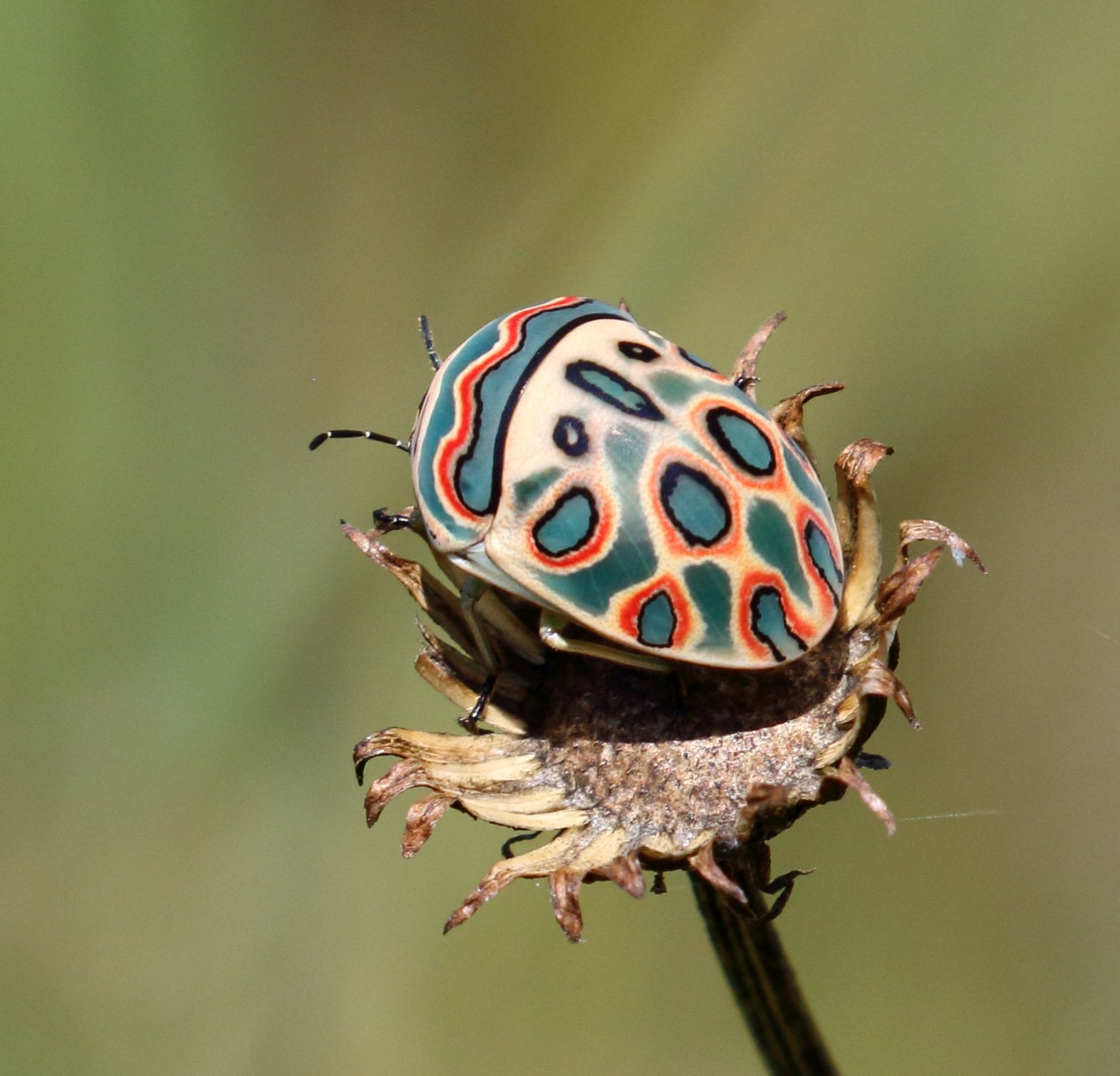 beautiful flying insects