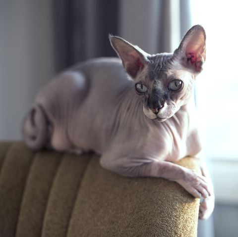 Sphynxcat on a vintage chair