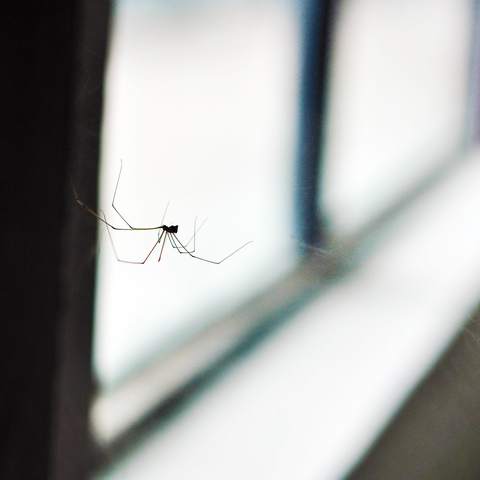 How To Get Rid Of Spiders In Your House According Bug Experts How To Get Rid Of Spiders In Your House, How Do You Kill Spiders In A Basement