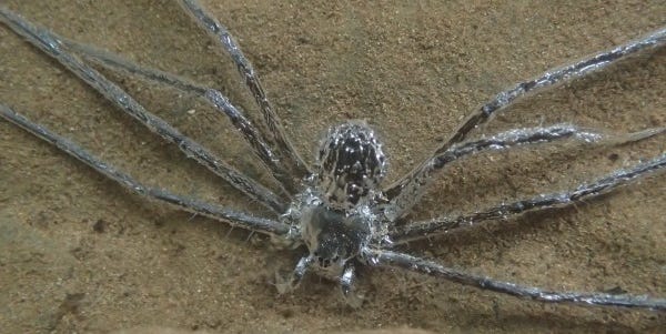 Photo of Adivina cómo esta araña puede respirar bajo el agua durante 30 minutos