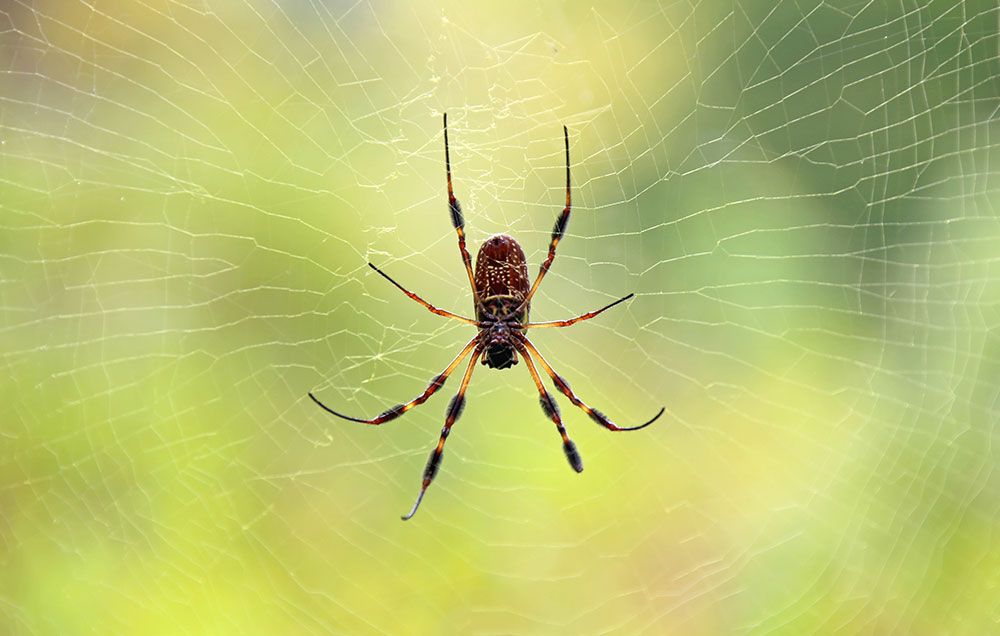 7 Spider Bite Pictures And How To Treat Symptoms